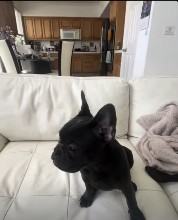 Hello to the World from Frenchie Yoda!